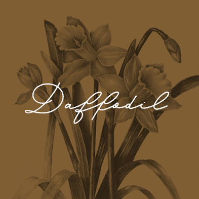 Daffodil: Coming Soon
